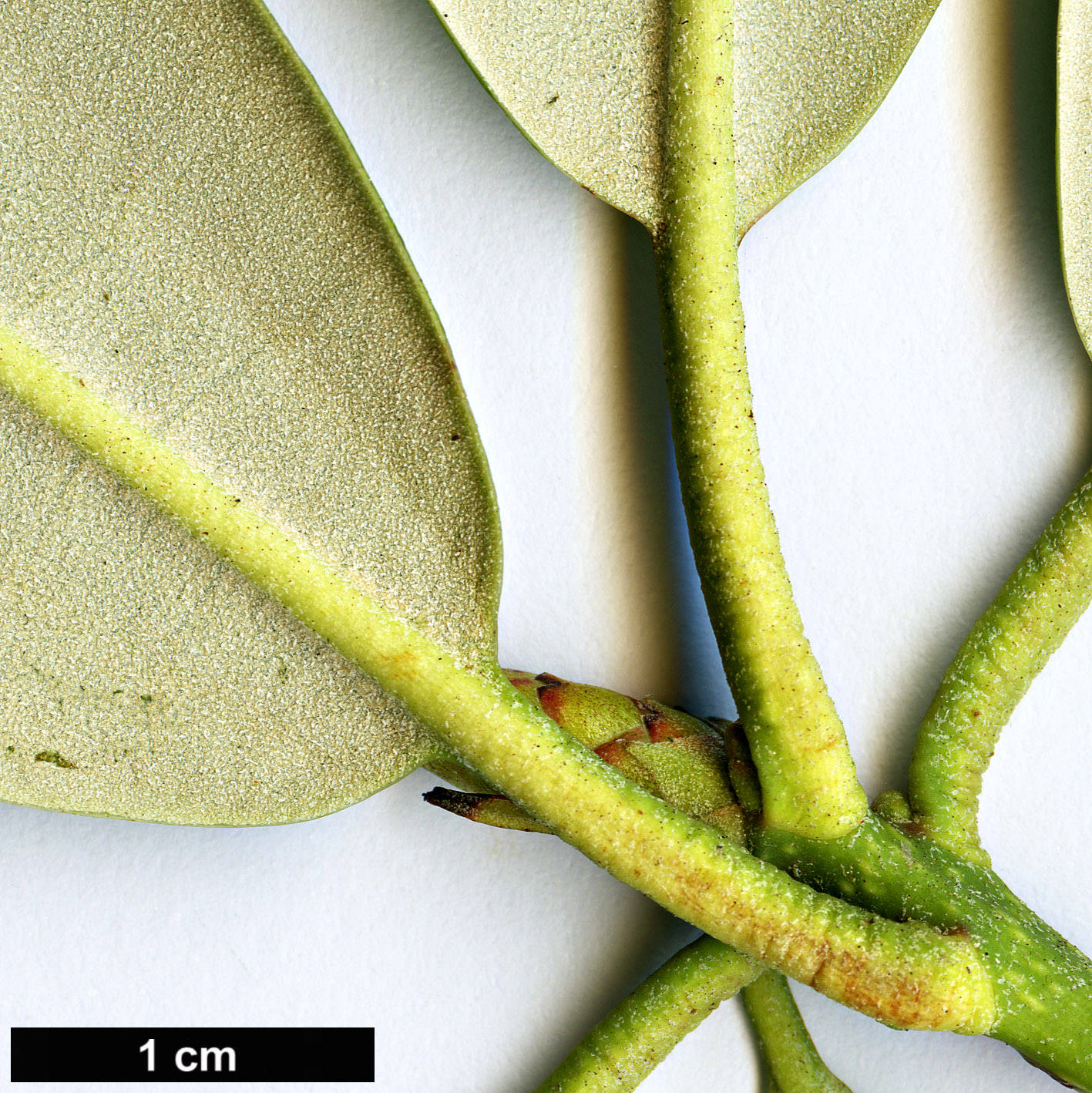 High resolution image: Family: Ericaceae - Genus: Rhododendron - Taxon: argyrophyllum - SpeciesSub: subsp. hypoglaucum